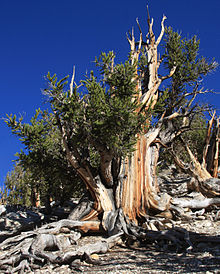 白山裡的古老刺果松Old White Mountain Bristlecone Pine